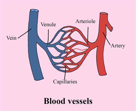 Blood Vessels Model Labeled Anatomy