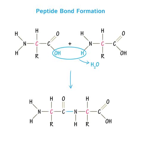 Amino acids: physical, chemical properties and peptide bond