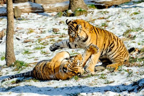 Photo: Tiger cubs playing in the snow