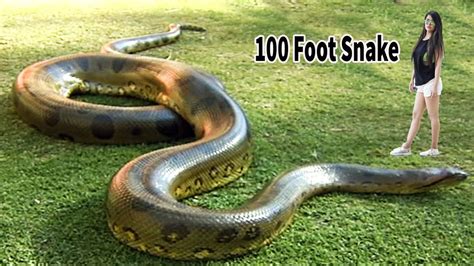 100 Foot Snake Big Anaconda Snake On Earth - YouTube