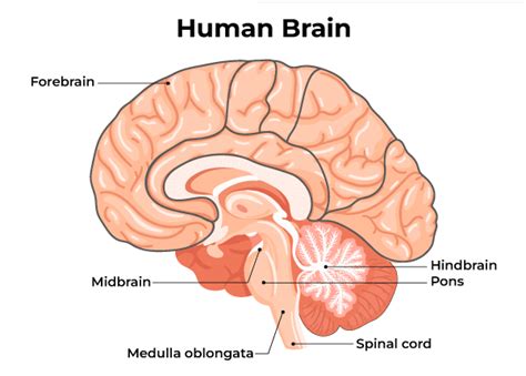 Human Brain Parts And Functions Diagram