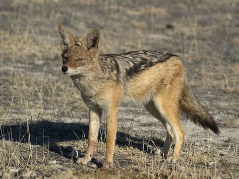 Jackal - A-Z Animals