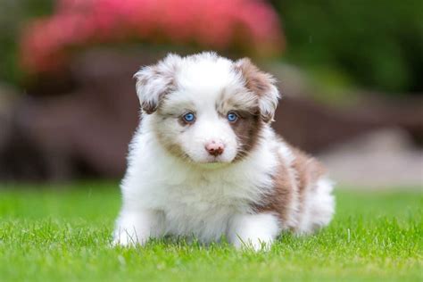 Red Merle Border Collie: Facts, Genetics & More (With Pictures)