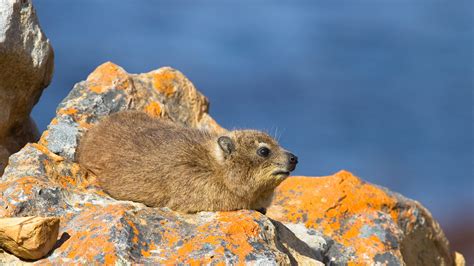 Rock Hyrax | San Diego Zoo Animals & Plants