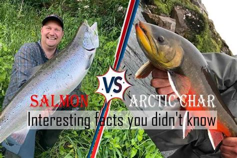 Arctic Char vs Salmon - Interesting facts you didn't know