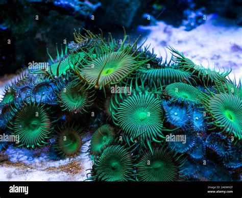 green palythoa (soft coral) in a reef aquarium Stock Photo - Alamy