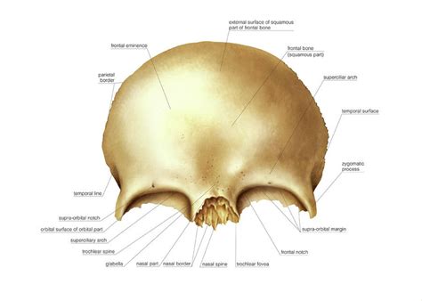 Frontal Bone Greeting Card for Sale by Asklepios Medical Atlas