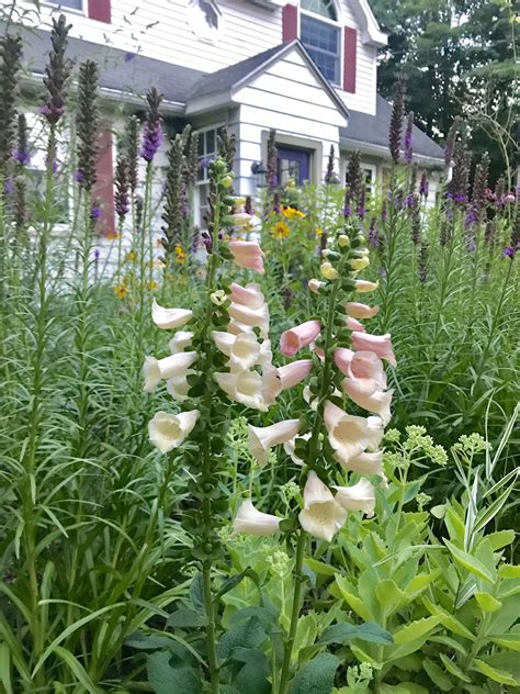 Foxglove 💕 Favorite Pastime, Foxglove, Enjoyment, In This Moment ...