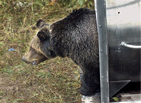 Montana advances grizzly bear plans that could allow hunting ...