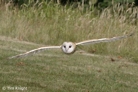 Barn Owl Facts - NatureMapping