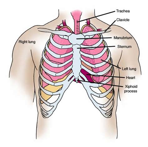 Anatomy Atlases: Anatomy of First Aid: A Case Study Approach: Sucking ...