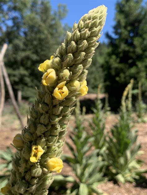 The Many Gifts of Mullein — A Fistful of Flowers