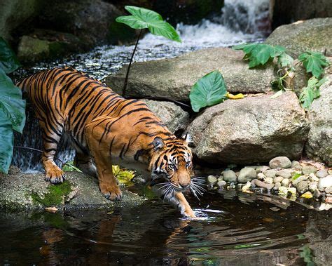 Look at his muscles.. so pretty! | Tiger pictures, Sumatran tiger ...