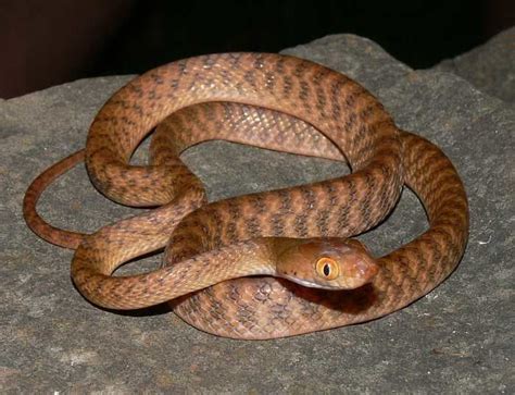 Brown tree snake - Alchetron, The Free Social Encyclopedia