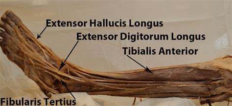 Extensor Hallucis Longus