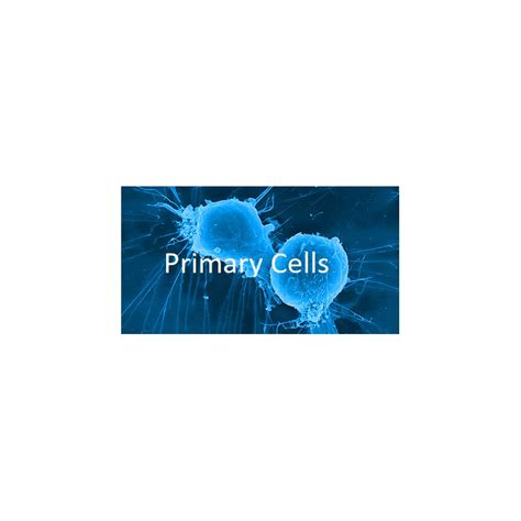 Human Primary Nucleus Pulposus Cells supplier | AOBIOUS