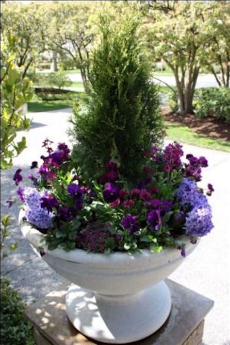 Awesome Best Evergreen Flowering Plants For Pots References