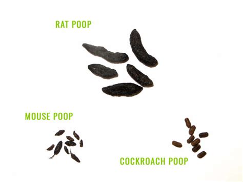 Rat Poop Identification & Removal | Pest Resources