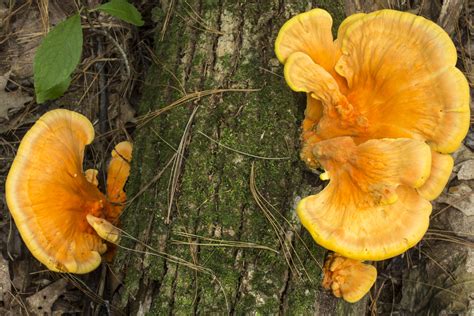 Chicken of the Woods: Identification and Recipes – Mother Earth News