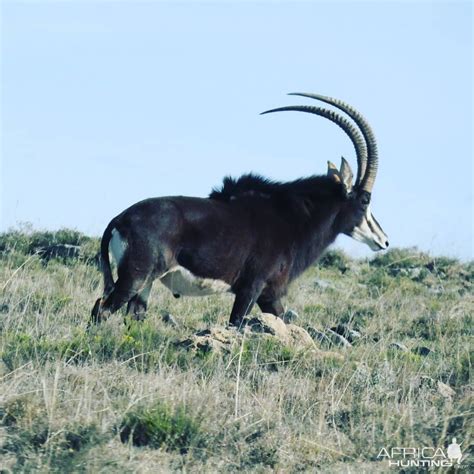 Sable Antelope South Africa | AfricaHunting.com