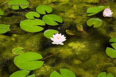 Lotus water lilies and lily pads on surface of pond - Stock Photo ...