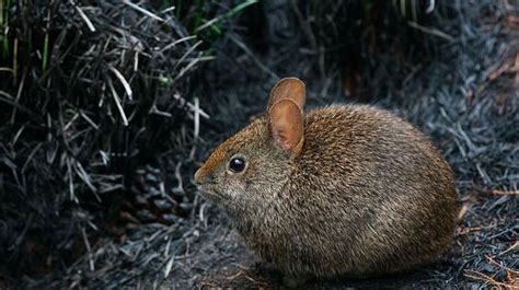 Volcano rabbit - Characteristics, Habitat & Breeding - Endangered Species