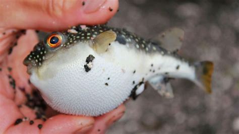 tandis que Enfant victimes puffer fish vs Hors dhaleine les bois ...