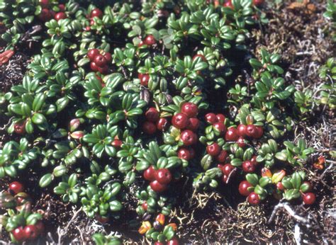 Vaccinium vitis-idaea (mountain cranberry): Go Botany