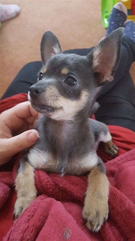 Female blue chihuahua puppy | in Leicester, Leicestershire | Gumtree