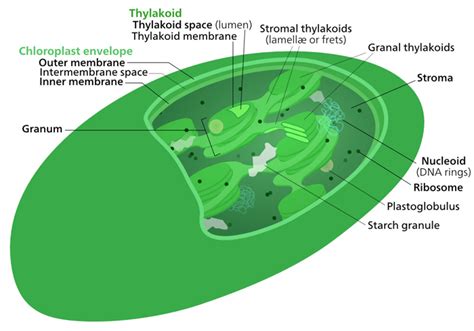 1.6 Chloroplasts – Plant Anatomy and Physiology