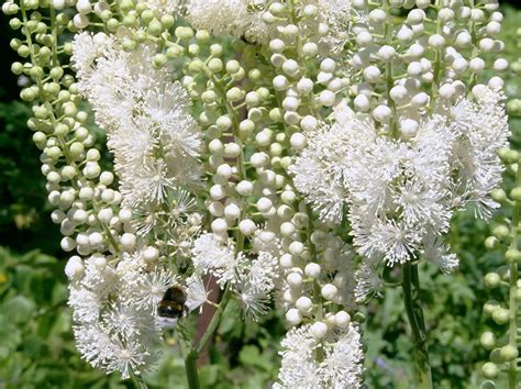 Growing Black Cohosh: Best Varieties, Planting Guide, Care, Problems ...