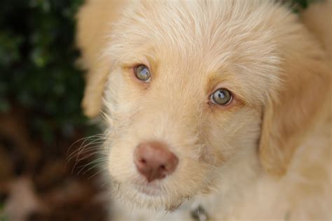 F1 apricot labradoodle puppy - 10 weeks old Labradoodle Puppy, Collie ...