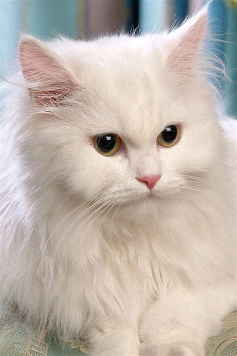 Gorgeous white cat Most Beautiful Cat Breeds, Beautiful Cats, Persian ...