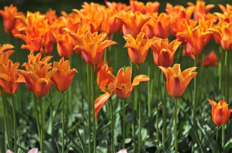 Popular Orange Flower Varieties