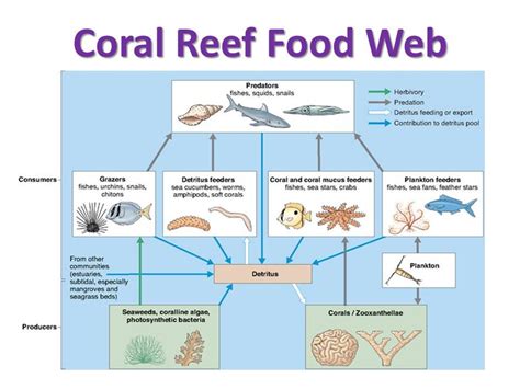 Food Chain In Great Barrier Reef