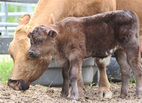 JHF Stables Beefalo Meat