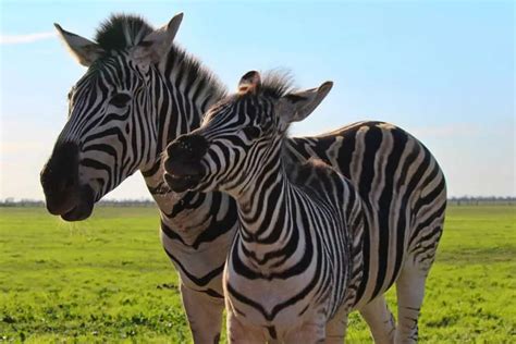 9 Differences Between A Zebra And A Horse – Worldwide Nature