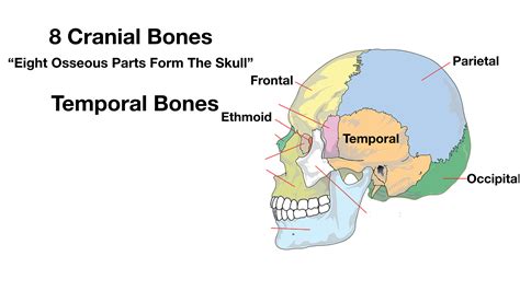 Floor Of The Cranial Labeled Diagram | Viewfloor.co