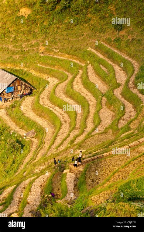 Harvesting rice, North Vietnam Stock Photo - Alamy