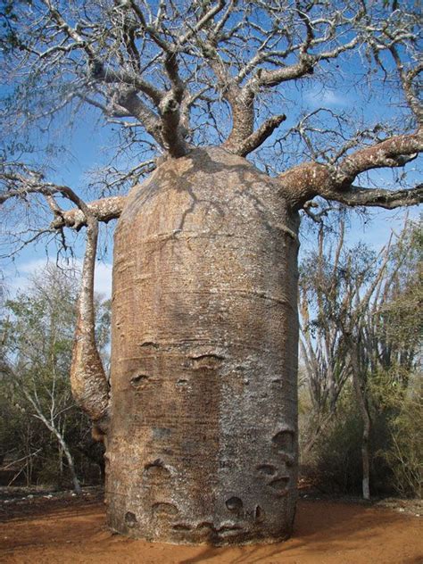 African Bottle Tree