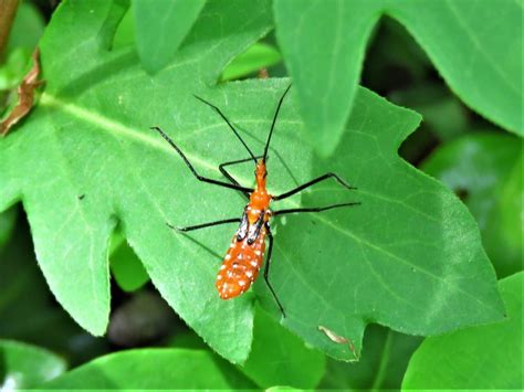 Chinche asesina del algodoncillo (Zelus longipes) - Picture Insect