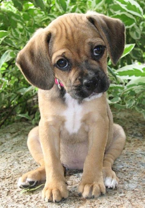 Puggle christenharvey | Puggle puppies, Cute dogs, Puppies