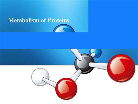 SOLUTION: Metabolism of proteins - Studypool