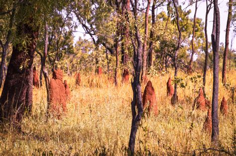 Outback Bushland - Australian Photography