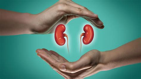 World Kidney Day 2023: History, Theme, Importance, Significance of the ...