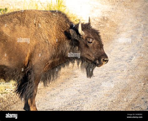 American Bison in grasslands at sunset Stock Photo - Alamy