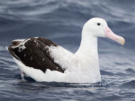 Wandering Albatross (Diomedea exulans) by JJ_Harrison. | Sea birds ...