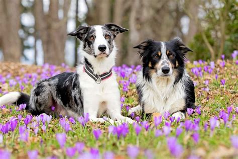 Border Collie Colors: All 24 Coat Colors Explained With Pictures