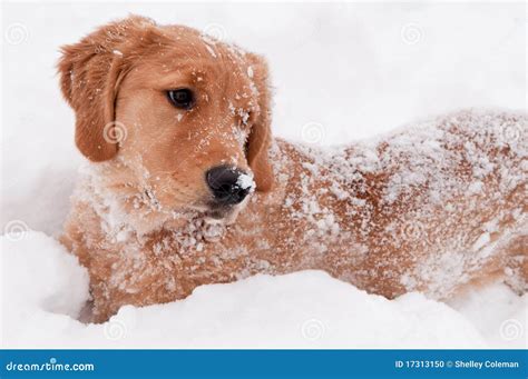 Golden Retriever Snow Puppy Stock Photo - Image of golden, snow: 17313150