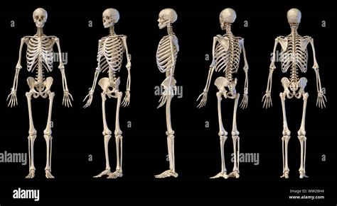 Human skeleton front side hi-res stock photography and images - Alamy